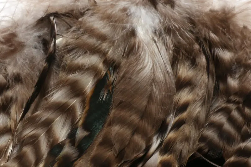 Barred Variant Schlappen - Hareline