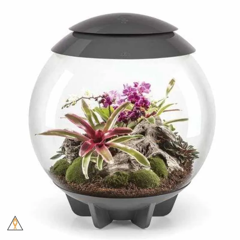biOrbAIR LED Terrarium - Oase