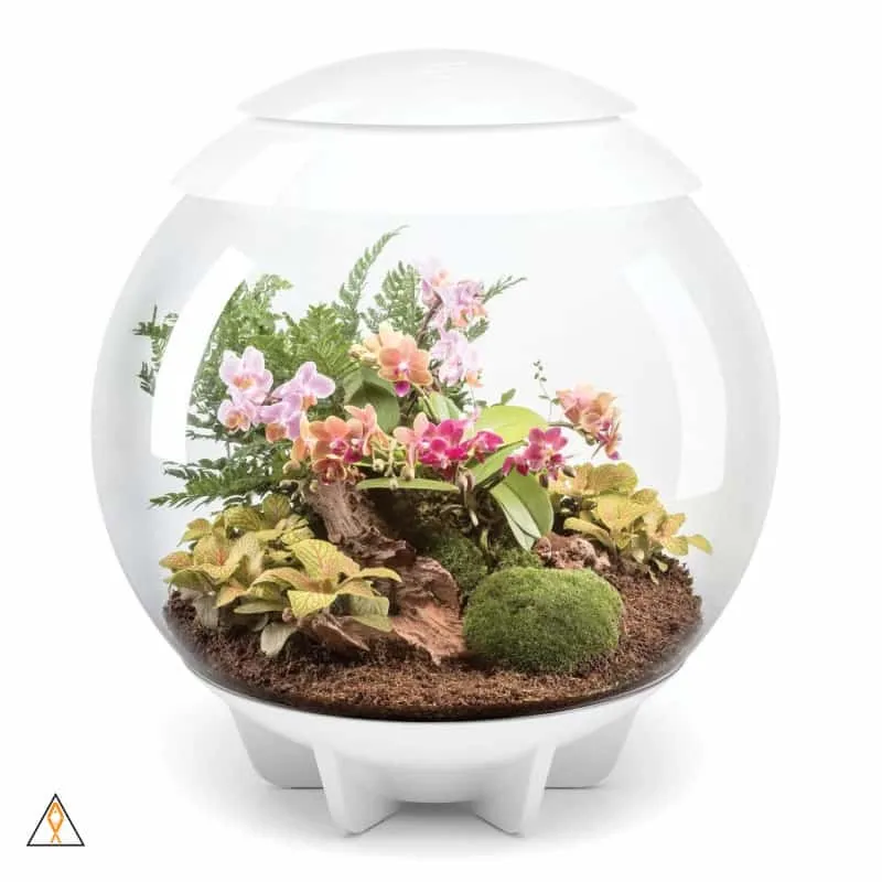 biOrbAIR LED Terrarium - Oase