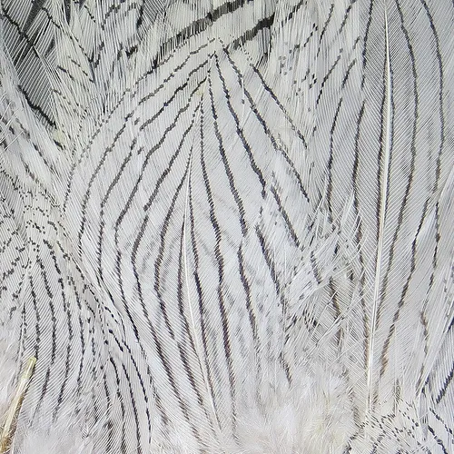 Hareline Silver Pheasant Feathers