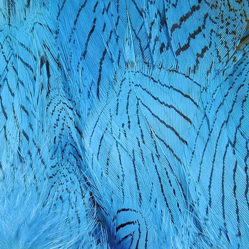 Hareline Silver Pheasant Feathers