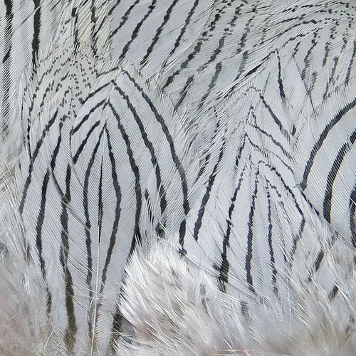 Hareline Silver Pheasant Feathers